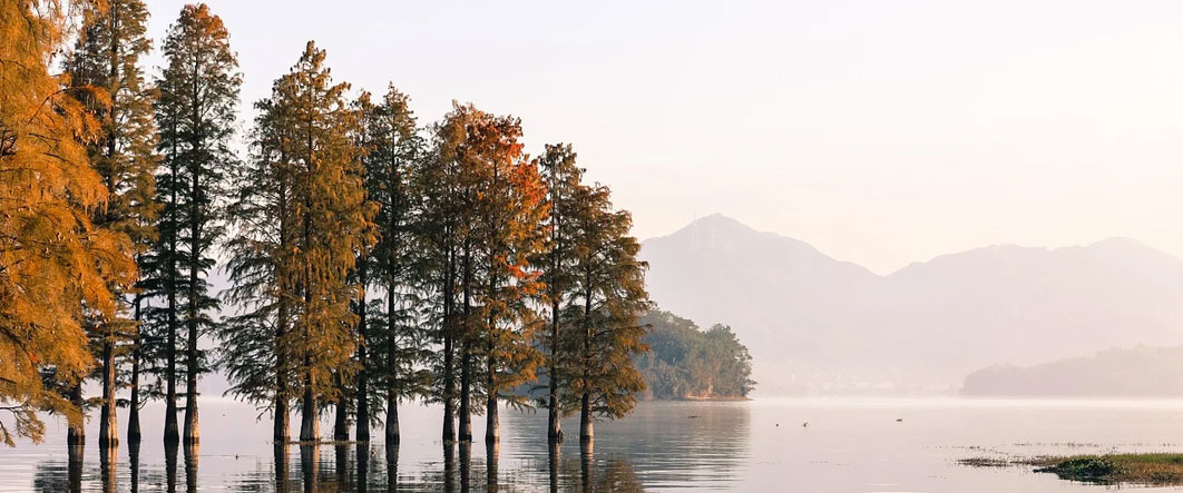 Metasequoia in water