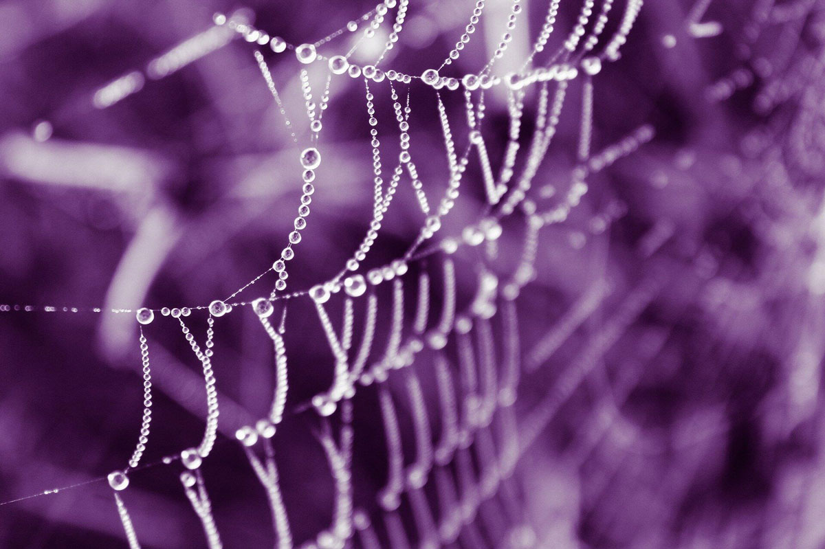 蜘蛛网上的水珠